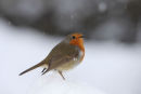 09-9017 Robin Erithacus rubecula in Falling Snow